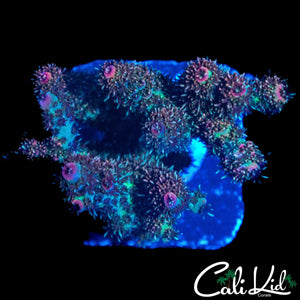NEON TIP MILLI CHUNK