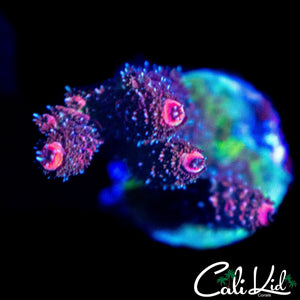 NEON TIP MILLI