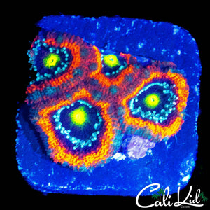 CLOWN EYEZ MICROMUSSA