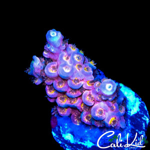 INSANE RAINBOW TENIUS