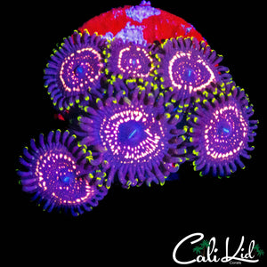 WWC TASER ZOA MINI COLONY