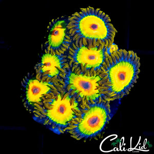 RASTA ZOA MINI COLONY