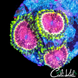 STRAWBERRY WINE ZOA TRIPLE