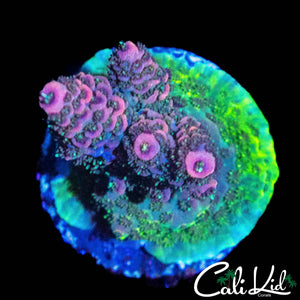 MYSTERY RAINBOW MILLI