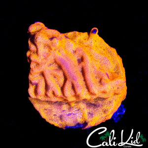 TANGERINE LEPTOSERIS CHUNK