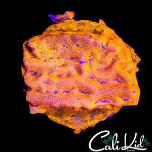 TANGERINE LEPTOSERIS CHUNK