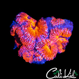 SPRINKLES ACAN CHUNK