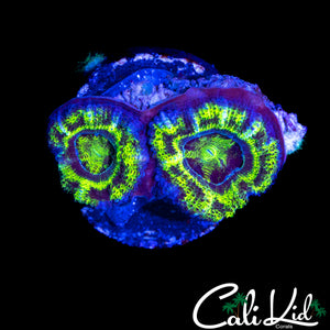 BLACK OUT ACAN DOUBLE
