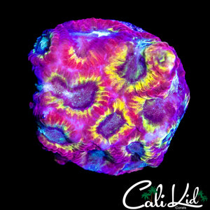 RAINBOW EYE FAVIA