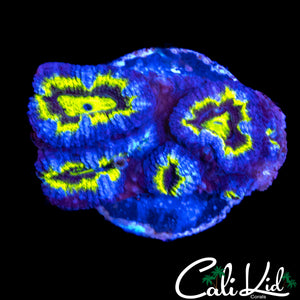 PURPLE RING ACAN QUAD