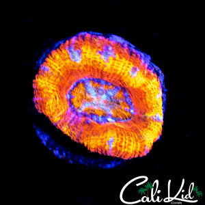 INSANE RAINBOW ACAN