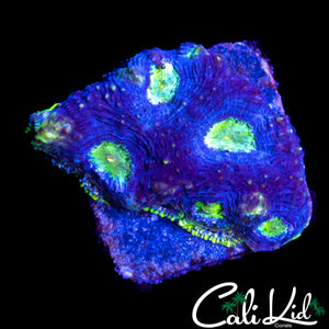 RAINBOW RIM ECHINATA