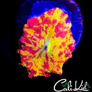 LARGE SPLATTER ECLECTUS MUSHROOM