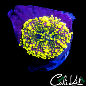 PURPLE / YELLOW BUBBLE YUMA