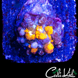 CK MAJESTIC BOUNCE MUSHROOM (ALL COLORS)