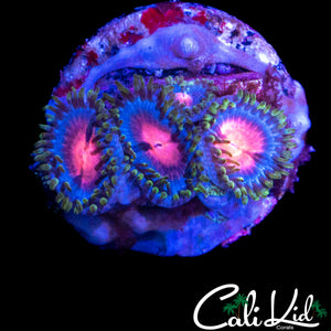 ASSORTED ZOAS