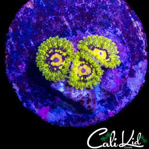 MARVIN THE MARTIAN ZOA TRIPLE