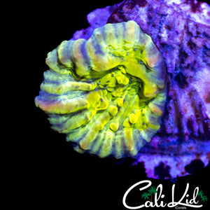 CK RAINBOW BOUNCE CHALICE FRAG