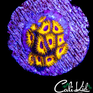 GREAT OWL ZOA COLONY
