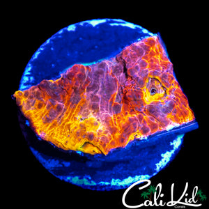 CK BOMB BOMB CHALICE 2.0