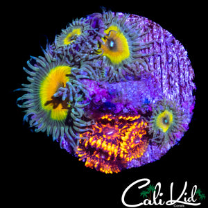 HIGH END ASSORTED ZOAS