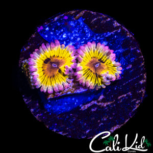 CHIQUITA TYPE ZOA TRIPLE