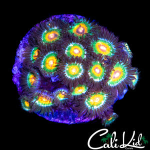 MYSTERY RAINBOW ZOA COLONY