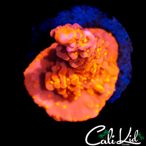 CK FLAMIN SETOSA