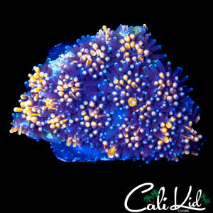 AQUACULTURED GOLDEN GALAXIA