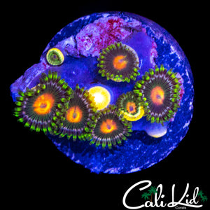 ASSORTED ZOA FRAG
