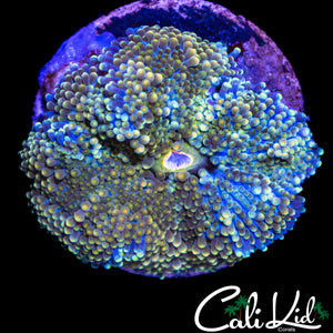 RAINBOW SPECKLED RICORDIA