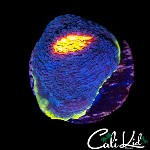 RAINBOW EYE CHALICE FRAG