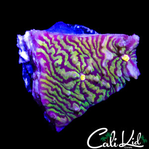 ULTRA CONVICT CHALICE FRAG