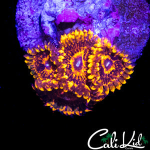 DIABLO MAUL TYPE ZOA QUAD