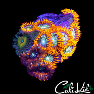 ASSORTED ZOA MINI COLONY