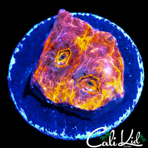 CK BOMB BOMB CHALICE 2.0