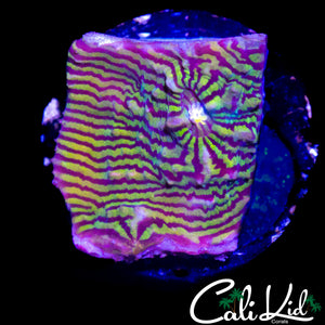 CK PINK CONVICT CHALICE CHUNK