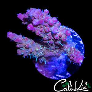 RAINBOW FUSION ACRO