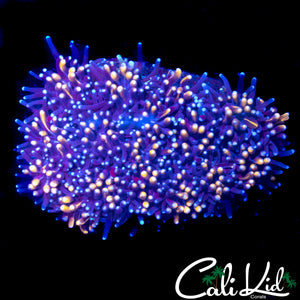 AQUACULTURED GOLDEN GALAXIA