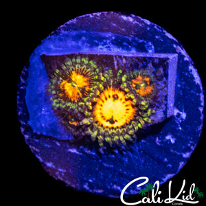 RAINBOW INCINERATOR ZOA QUAD