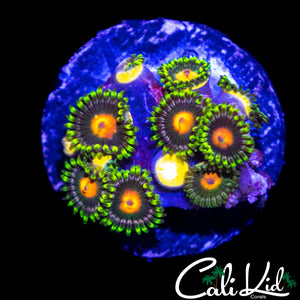 ASSORTED ZOA MINI COLONY
