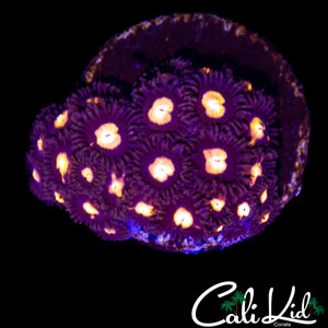MYSTERY ZOA COLONY