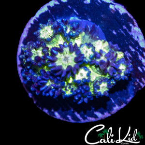 AQUACULTURED GLITTER BOMB GONI