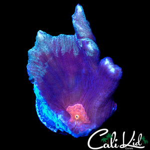 RARE FROSTED RIM PECTINIA