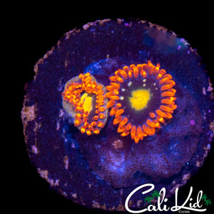 MYSTERY ZOA DOUBLE