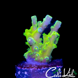 CK GOLDEN GODDESS ACRO