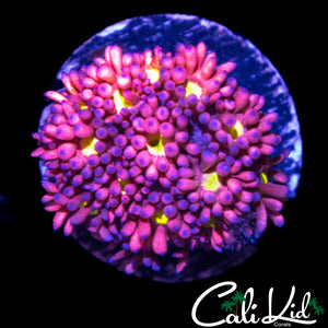 CK UNRELEASED GONI