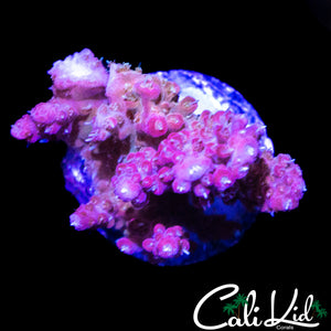 MYSTERY ACRO