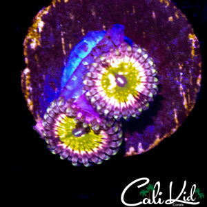 CK MONSTER'S INC ZOA DOUBLE