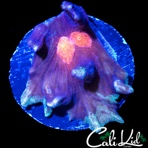 RARE FROSTED RIM PECTINIA